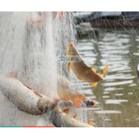 Nguyên tay lưới thái thả bắt cá mắt lưới 10 phân(4 then) loại lưới 3 màng chiều cao 2m chì nặng