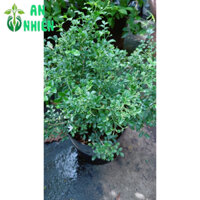 Nguyệt Quế Thái Lá Nhỏ