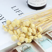 Nhà máy cung cấp trực tiếp hoa khô hoa cúc Yunnan tự nhiên, bó hoa vĩnh cửu, hộp quà tặng, phụ kiện, đạo cụ chụp ảnh