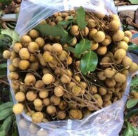 Nhãn ido 15k, thanh nhãn 28k, cam mật 15k, cam xoàn 29k, khóm 10k, măng cụt nhất 36k vừa 32k