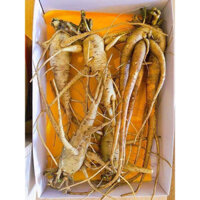 Nhân sâm tươi Bố Chính, trồng hữu cơ tại vườn săn A Lưới, Quảng Bình, 1kg, 9-12 CỦ/KG