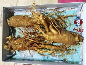 Nhân Sâm Tươi Hàn Quốc 3 củ/kg