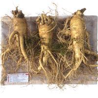 Nhân Sâm Tươi Hàn Quốc 3 củ/kg
