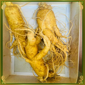 Nhân Sâm Tươi Hàn Quốc 3 củ/kg