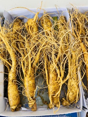 Nhân sâm Tươi Hàn Quốc 4 củ/kg