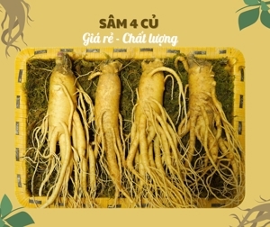 Nhân sâm Tươi Hàn Quốc 4 củ/kg