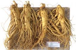 Nhân sâm Tươi Hàn Quốc 4 củ/kg