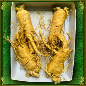 Nhân sâm Tươi Hàn Quốc 4 củ/kg