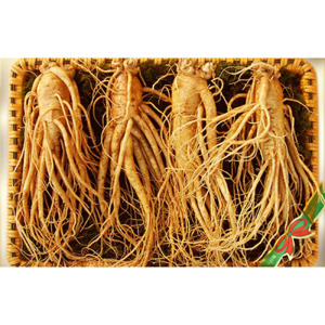 Nhân sâm Tươi Hàn Quốc 4 củ/kg