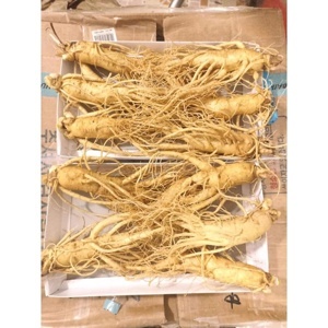 Nhân Sâm Tươi Hàn Quốc 5 củ/kg