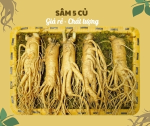 Nhân Sâm Tươi Hàn Quốc 5 củ/kg