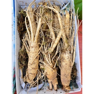 Nhân Sâm Tươi Hàn Quốc 6 củ/kg