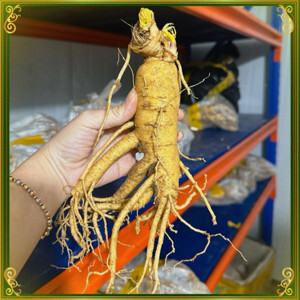 Nhân Sâm Tươi Hàn Quốc 6 củ/kg