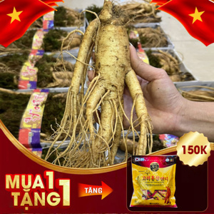 Nhân Sâm Tươi Hàn Quốc 6 củ/kg