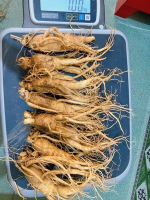 Nhân Sâm Tươi Hàn Quốc 7 củ/kg