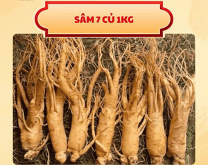 Nhân Sâm Tươi Hàn Quốc 7 củ/kg