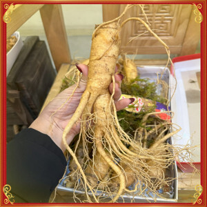 Nhân Sâm Tươi Hàn Quốc 7 củ/kg