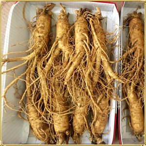 Nhân Sâm Tươi Hàn Quốc 8 củ/kg