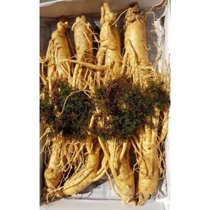 Nhân Sâm Tươi Hàn Quốc 8 củ/kg