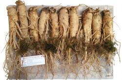 Nhân sâm tươi Hàn Quốc loại 10 củ 1 kg