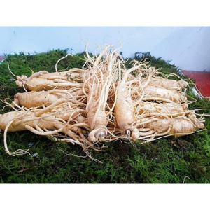Nhân sâm tươi Hàn Quốc loại 10 củ 1 kg