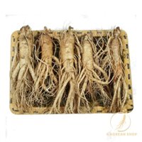 Nhân Sâm Tươi Hàn Quốc Loại 5 Củ (1Kg)
