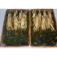 Nhân sâm tươi Hàn Quốc loại 7 củ/kg, sâm, sâm tươi, PP Sâm Yến 3A