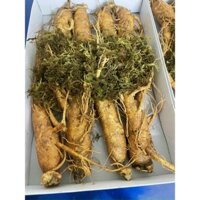 Nhân sâm tươi Hàn Quốc loại 8 củ/kg