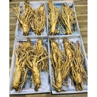 Nhân sâm tươi Hàn Quốc size 4 củ 1kg