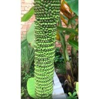 "nhắn tin tư vấn" CÂY GIỐNG CHUỐI ĐỘT BIÊN. .