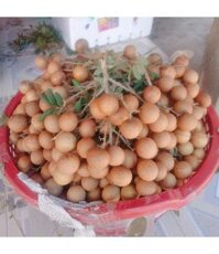 Nhãn Xuồng cơm vàng chuẩn VietGap