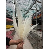 Nhánh đuôi chồn khô trang trí nhà cửa - màu trắng