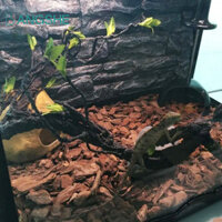 Nhánh góc bò sát BANGSHE, Nhánh cây nho rừng bằng nhựa linh hoạt, Cây Terrarium có thể uốn cong Mô phỏng leo rừng Chi nhánh bể rắn Trang trí môi trường sống