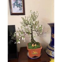 nhất chi mai (mai trắng) như hình 2-3 đang nụ