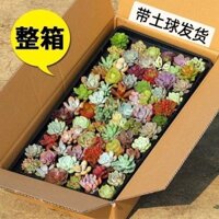 Nhiều thịt thực vật nhiều thịt người mới vào ban công nhiều thịt văn phòng bốn mùa dễ dàng sống quý giá t