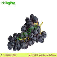 Nho đen không hạt (100g)