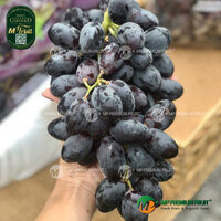 Nho Đen Không Hạt Autumn Royal Mỹ | Pandol