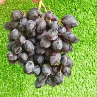Nho đen không hạt Mỹ