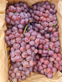 nho đỏ có hạt bán sỉ