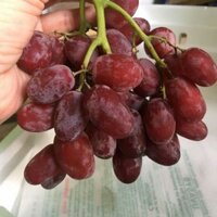 Nho đỏ không hạt Scarlet