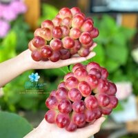Nho đỏ không hạt Sunny Dolce GreenVil – chùm