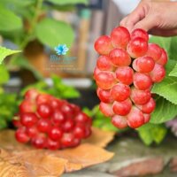 Nho đỏ không hạt Sunny Dolce GreenVil – chùm