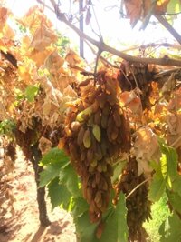 Nho khô nguyên cành Adora st Food Dried Grapes Cluster Thompson 4kg