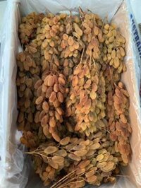 Nho khô nguyên cành nhập khẩu Úc, Nho kho Úc nguyên cành
