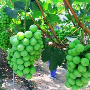 Nho mẫu đơn Shine Muscat Nhật Bản