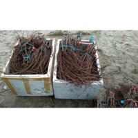 Nho mẫu đơn