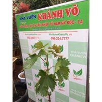 Nho ngón tay mỹ 6 tháng ra trái  - Nhà Vườn Khánh Võ