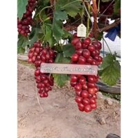 Nho Red Rose ( Nho Hoa Hồng Đỏ ) nho quý tộc tuyệt đẹp không hạt, ăn ngon giòn ngọt ac đặt mua luôn nhé