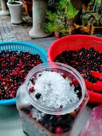 Nho rừng tươi đã sơ chể bình 6kg (theo mùa)