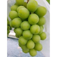 Nho Shine Muscat gốc ghép 5bb chuẩn giống